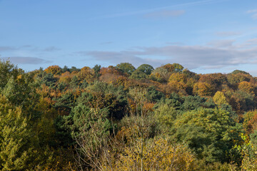 Mixed forest in the autumn season with different deciduous trees