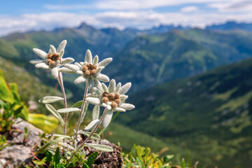 Very rare edelweiss mountain flower. Isolated rare and protected wild flower edelweiss flower...