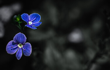 blue chamaedrys veronica flowers over black foliage background
