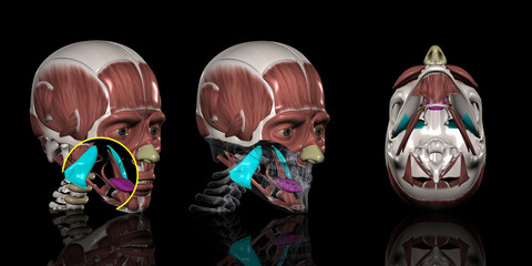 人体の頭部筋肉（内側翼突筋）