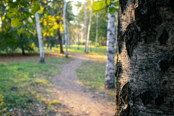 small valley among birch trees