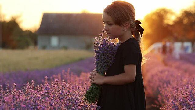 Portrait of a cute girl is smelling a lavender flowers. A child is walking in a field of lavender on sunset. Kid in black dress is having fun on nature on summer holiday vacation
