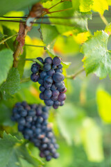 Grappe de raisin vigne 2