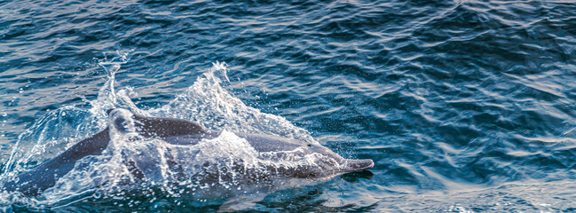 Amazing trip to Khasab in Oman with seeing Dolphins in their natural habitat.