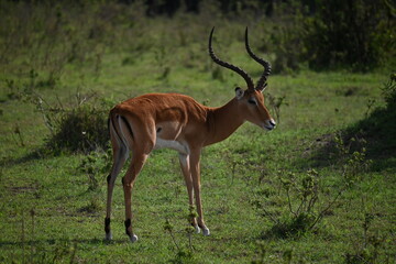 Naklejka na ściany i meble Impala en el Maasai Mara, Kenia