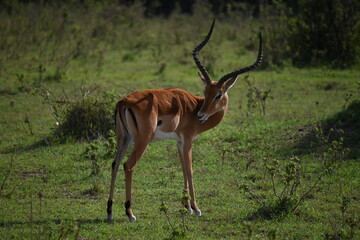 Naklejka na ściany i meble Impala lamiéndose, Maasai Mara, Kenia