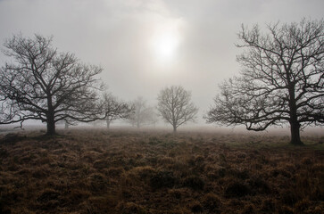 Obraz na płótnie Canvas Sun breaking through the fog above a landscape with low vegetation and scattered tree on a winter morning near Dwingeloo, The Netherlands