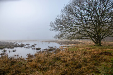 Fototapeta na wymiar Landscape with a solitary tree, shallow ponds and grassy meadows near the edge of a forest on a misty winter morning near Dwingeloo, The Netherlands