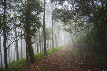 Fototapeta na wymiar Nature trail in the mist on Monjong mountain.