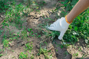 Fototapeta premium A hand removes weeds in the garden. Gardening concept.