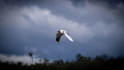 Gaviota capucha Patagónica 