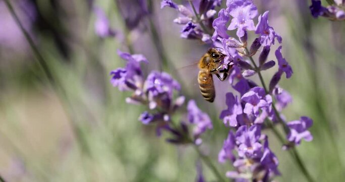 Bee collects nectar and flies on lavender flower