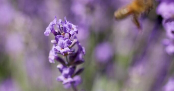 Bee collects nectar and flies on lavender flower