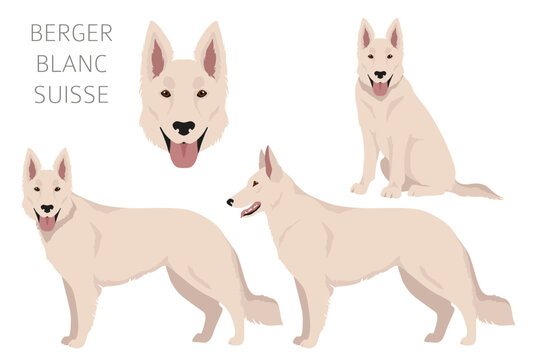 Berger Blanc Suisse clipart. Different coat colors and poses set