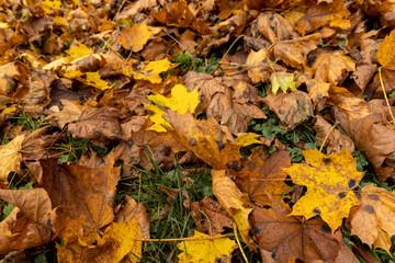 Orange maple foliage lies on the ground