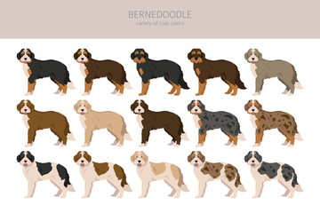 Bernedoodle hybrid clipart. All coat colors set.  Different position. All dog breeds characteristics infographic