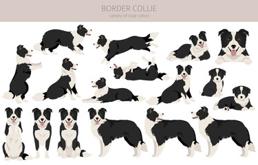 Border collie dog clipart. All coat colors set.  All dog breeds characteristics infographic - obrazy, fototapety, plakaty