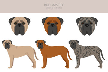 Bullmastiff dog clipart. All coat colors set.  All dog breeds characteristics infographic