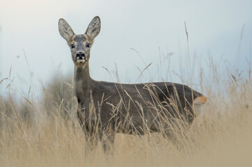 European female roe deer (doe), Capreolus capreolus, in a field of tall grass on a summer twilight...
