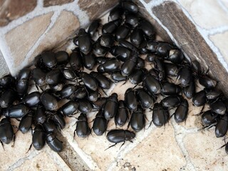 Black beetle next to the entrance of a church in Careiro.Amazonas, Brazil.
