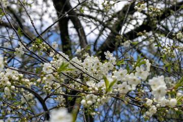 apple fruit trees blooming in the spring season