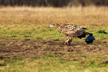 White-tailed eagle (Haliaeetus albicilla) is about to take off with the prey
