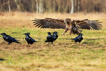 White-tailed eagle (Haliaeetus albicilla) lands among the ravens
