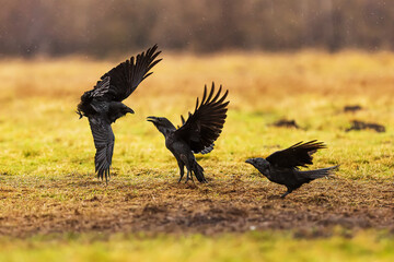 common raven (Corvus corax) the flock is quarreling