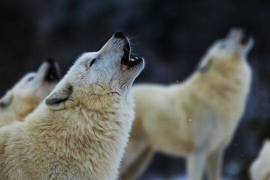 Arctic wolf (Canis lupus arctos) detail of the howling pack