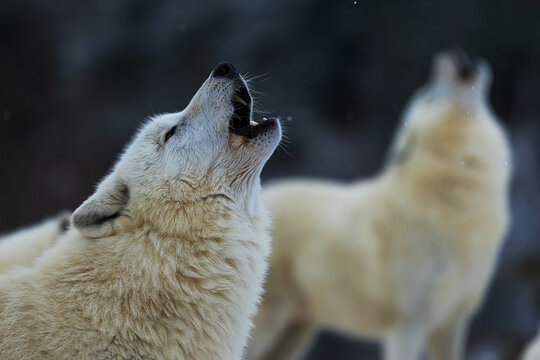 Arctic wolf (Canis lupus arctos) detail of a howling pack