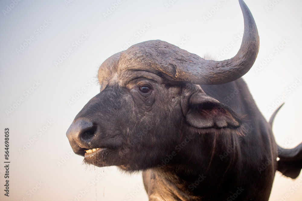 Wall mural Buffalo at a water hole in evening light