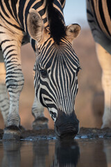 Zebra at a waterhole in South Africa