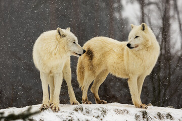 Arctic wolf (Canis lupus arctos) pack in winter landscape