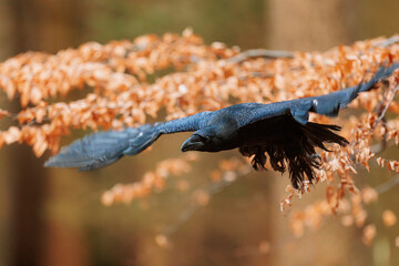 common raven (Corvus corax) flies from the beech tree