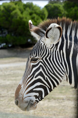 Fototapeta na wymiar zebra in profileclose-up in a natural park