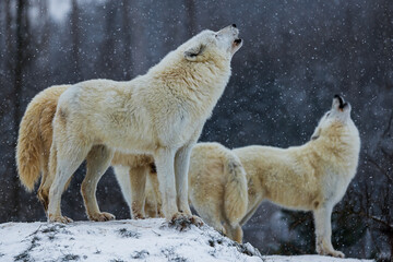 Obraz premium Arctic wolf (Canis lupus arctos) howling pack in winter landscape with falling snow