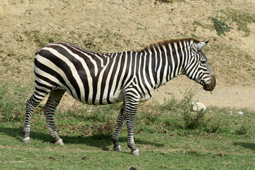 Fototapeta na wymiar zebra in profileclose-up in a natural park