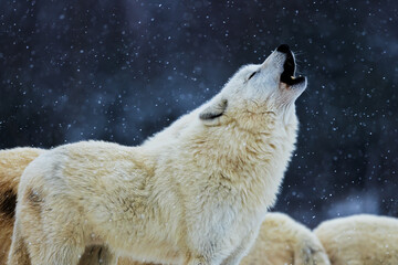 Arctic wolf (Canis lupus arctos) howls into the flying snow © michal