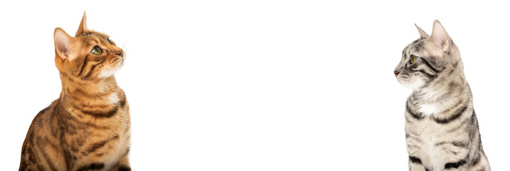 Brown and silver bengal cat looking at each other in front of