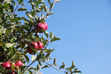A ripe apple on the tree in autumn season