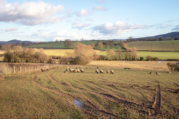 Winter landscape with sheep in England.