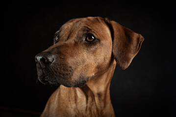 Fototapeta na wymiar Brauner Hund auf dunklem Hintergrund