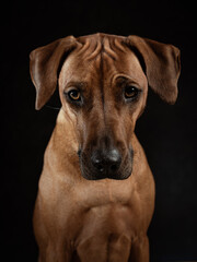 nachdenklicher Hund. Ridgeback. Rassehund. reinrassig. Stirnfalten.