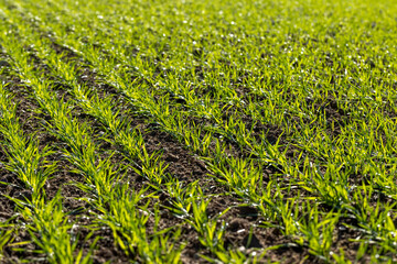 Green grass covered with water drops in the autumn season