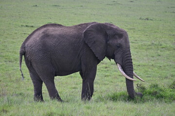 Fototapeta na wymiar Elefante africano en el Parque Nacional Maasai Mara, Kenia