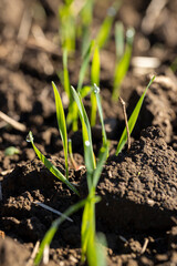 Winter wheat variety covered with dew drops