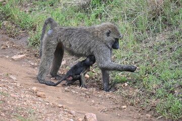 Babuino con su cría, Maasai Mara, Kenia