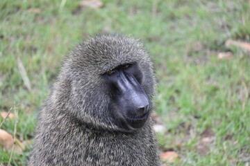 La mirada del babuino, Maasai Mara, Kenia