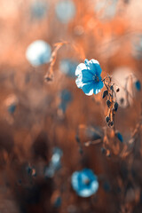 Niebieskie kwiaty lnu na słonecznej letniej łące. Niebieski płatek polnego kwiatu....