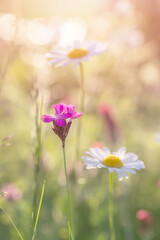 Białe płatki polnych kwiatów. Margaretki na słonecznej letniej łące. Letnie kwiaty. Temat kwiatowy	 - obrazy, fototapety, plakaty